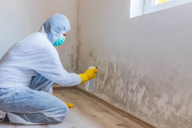 Licensed Mold Remediation service in Mount Ephraim, NJ - WQB Mold Removal